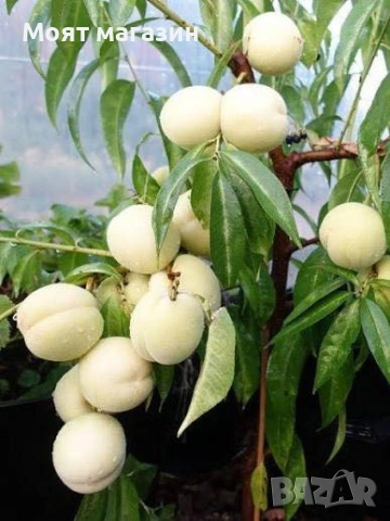 Бяла нектарина, снимка 6 - Градински цветя и растения - 53626833