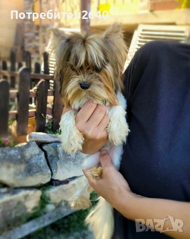 Бивер Йоркширски териер-бивър, снимка 12 - Йоркширски териер - 53761982