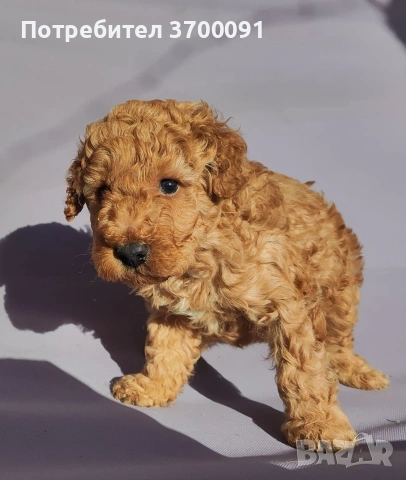 пудел / мини пуделче , снимка 4 - Пудели - 53075675