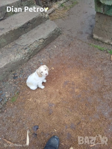 ПРОДАВА СЕ! Кокер шпаньол на 2 месеца., снимка 2 - Шпаньоли - 53387942