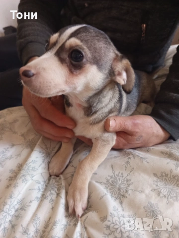 Чихуахуа Женско, снимка 4 - Чихуахуа - 53582398