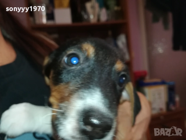 джак ръсел териер 40 дена 3009251503, снимка 3 - Джак ръсел териер - 51891947