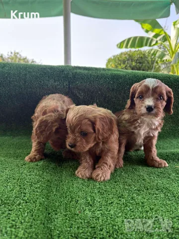 Cavapoo  Кавапу, снимка 2 - Кавалер кинг чарлз шпаньол - 55875940
