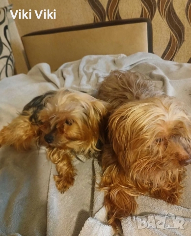 Йоркширски териери, снимка 2 - Йоркширски териер - 52221495