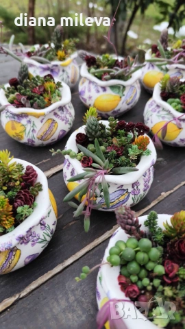Гърнета аранжирани със сукуленти!, снимка 5 - Декорация за дома - 53206137