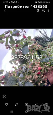 Разсад ягоди , снимка 14 - Разсади - 49726266