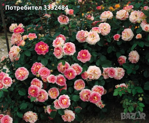 Роза 10, снимка 3 - Градински цветя и растения - 41784707