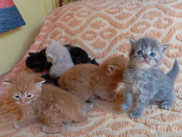 Сибирски котенца, сибирче, хипоалергично, коте, сибирска котка, снимка 12 - Сибирски - 56132083