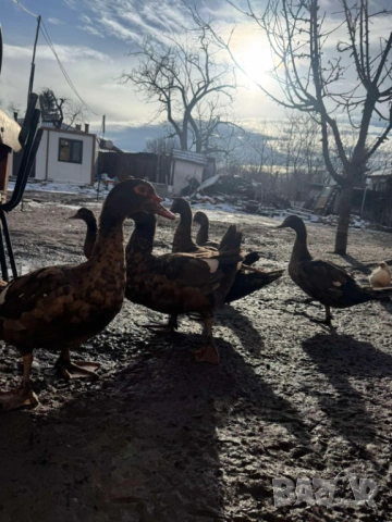Продавам  домашни патици, снимка 3 - Патици и гъски - 52889476