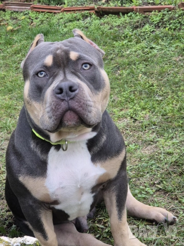 Американско Були (Лео), снимка 4 - Други - 52643138