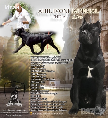 Cane Corso ELITE, снимка 2 - Кане корсо - 52355264