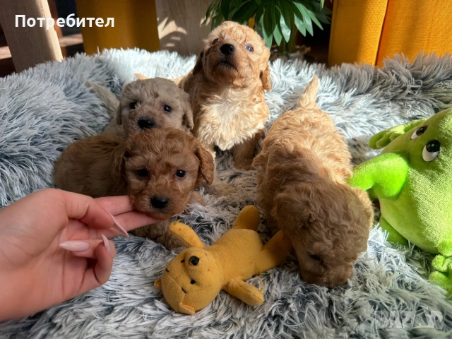 Той пуделчета , снимка 3 - Пудели - 53834293