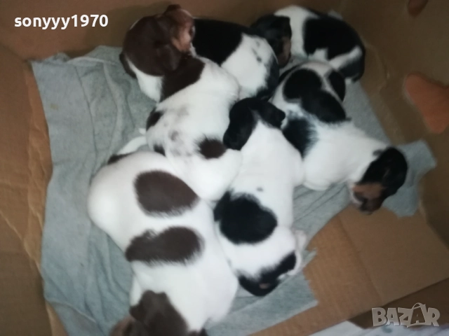 ДЖАК РЪСЕЛ 0709250822, снимка 5 - Джак ръсел териер - 51630112