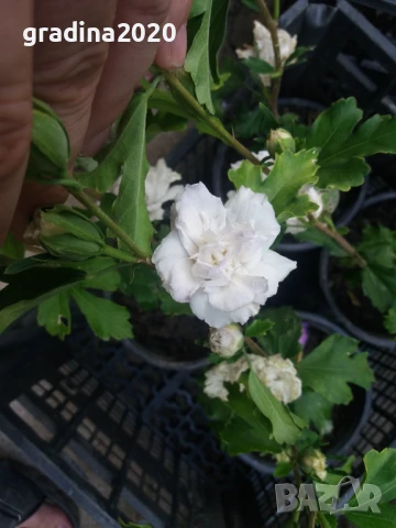 Хибискус Кичест - Щамба Цветове   Бала , Розова и Червена , снимка 3 - Разсади - 46653636