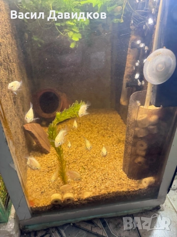 Бял папагал (White / Platinum Blood Parrot), снимка 5 - Рибки - 53250789