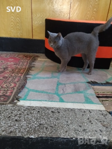 Британска Късокосместа, снимка 2 - Британска късокосместа - 53411047