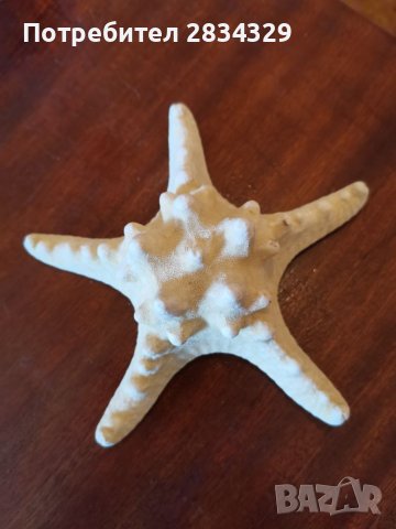 Морска звезда от тропически морета, снимка 1 - Декорация за дома - 42242452