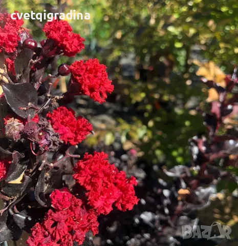 Lagerstroemia Best red(Лагерстремия Най-добро червено)