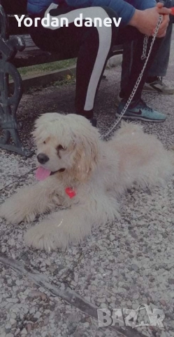 Америка кокер шпаньол за разплод , снимка 6 - Кокер шпаньол - 51931720