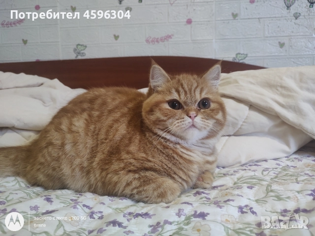 Британски котенца , снимка 2 - Британска късокосместа - 52506056