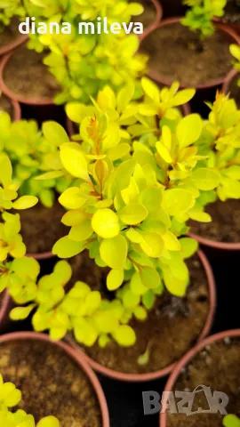 Берберис Мария, студоустойчив, снимка 1