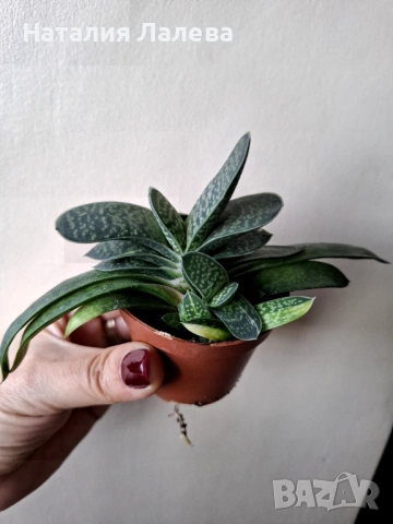 Гастерия, gasteria, снимка 2 - Стайни растения - 53409205