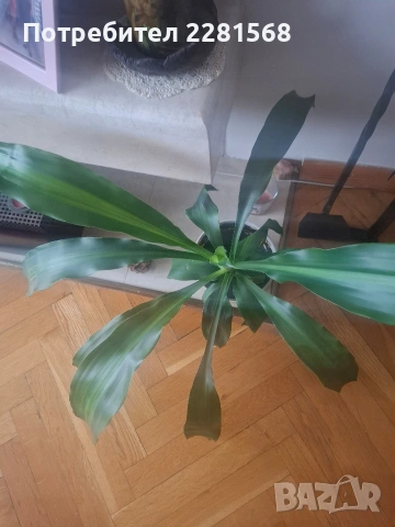 Декоративна палма, снимка 2 - Стайни растения - 39633794
