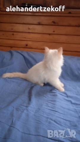 Невска маскарадна котка Neva Masquerade, снимка 17 - Сибирски - 51691685