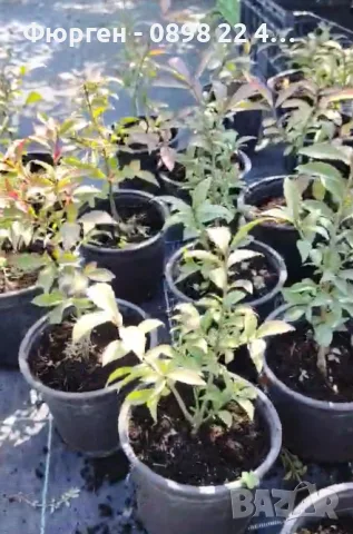Oгнен храст - Euonymus alatus, снимка 8 - Разсади - 55709563