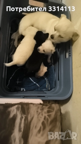 чихуахуа , снимка 9 - Чихуахуа - 52935666