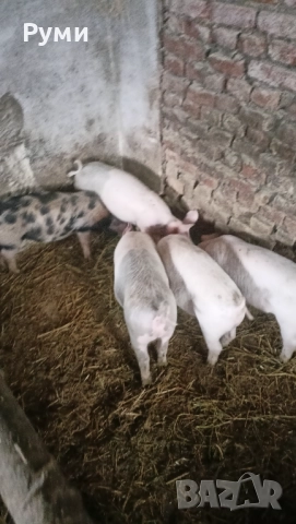 Продавам прасенца 30-35кг, снимка 3 - Прасета - 52775404