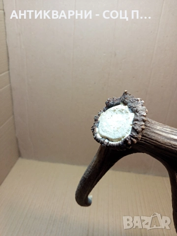 Стар Единичен Еленски Рог Рога Тегло 1.350кг. НОМЕР 707., снимка 8 - Антикварни и старинни предмети - 53500297