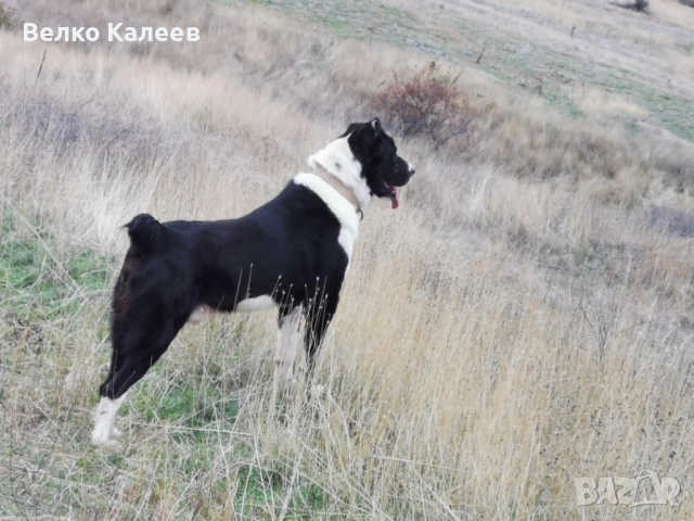 Продавам, снимка 2 - Алабай - 53240964
