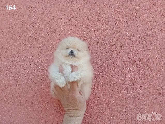 ЖенскМомиченце. Реални снимки от 23.02.26 г. , снимка 6 - Померан - 53592080