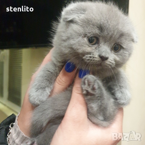 Шотландски котенца на 2 месеца, снимка 2 - Британска късокосместа - 32989455