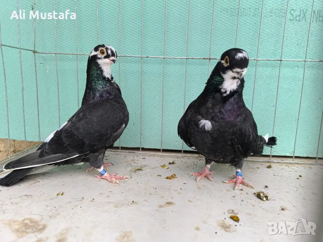 Африканска сова , снимка 9 - Гълъби - 50071282