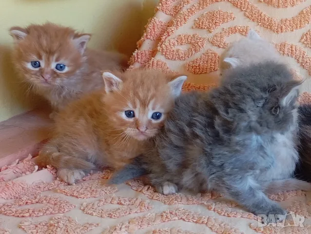Сибирски котенца, сибирче, хипоалергично, коте, сибирска котка, снимка 11 - Сибирски - 56132083