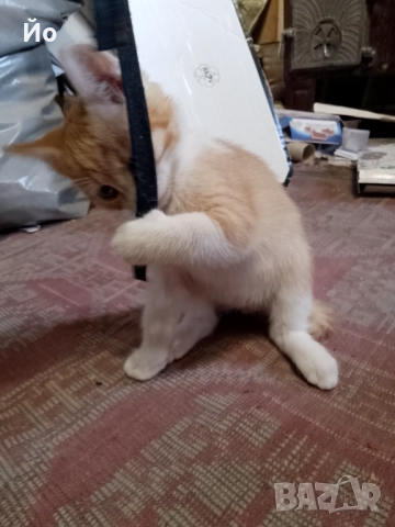 Мъжки котенца търсят своя постоянен дом, снимка 5 - Други - 51947420