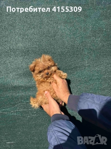 Pomapoo, снимка 5 - Пудели - 51711747