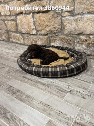 Лагото романьол, снимка 3 - Други - 52878109