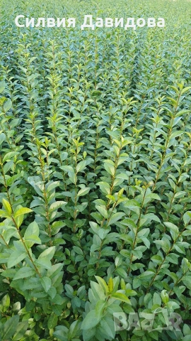 Лигуструм за жив плет на гол корен , снимка 3 - Градински цветя и растения - 53716248