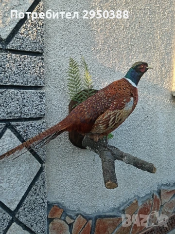 ПРЕПАРИРАН МЪЖКИ ФАЗАН , снимка 2 - Екипировка - 51351450
