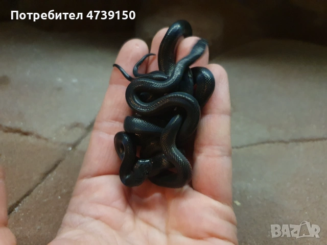 Африкански черен смок