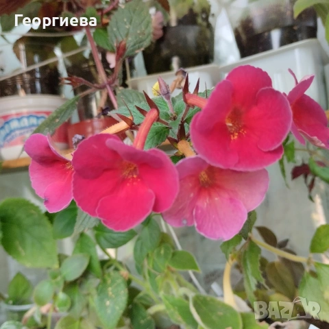 ахименес ризоми комплект , снимка 3 - Стайни растения - 53292597