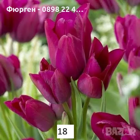 Луковици на лалета, снимка 5 - Сортови семена и луковици - 56105596