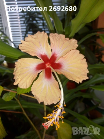 Китайска роза/хибискус/жълта/бежова/стайно растение , снимка 8 - Стайни растения - 51079081