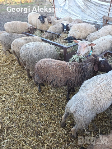 Овце от месодайни породи