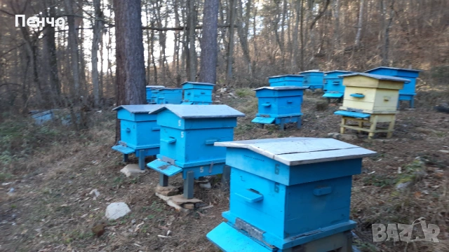 продажба на кошери