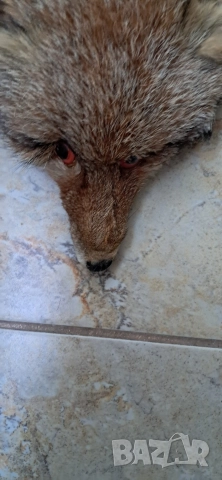 Кожа шал от лисица , снимка 7 - Антикварни и старинни предмети - 52920531