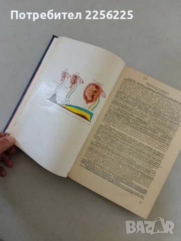Физиология на бременността , снимка 8 - Специализирана литература - 47618639